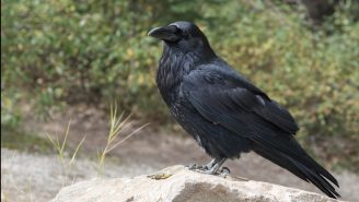 Raven sitting on Rock